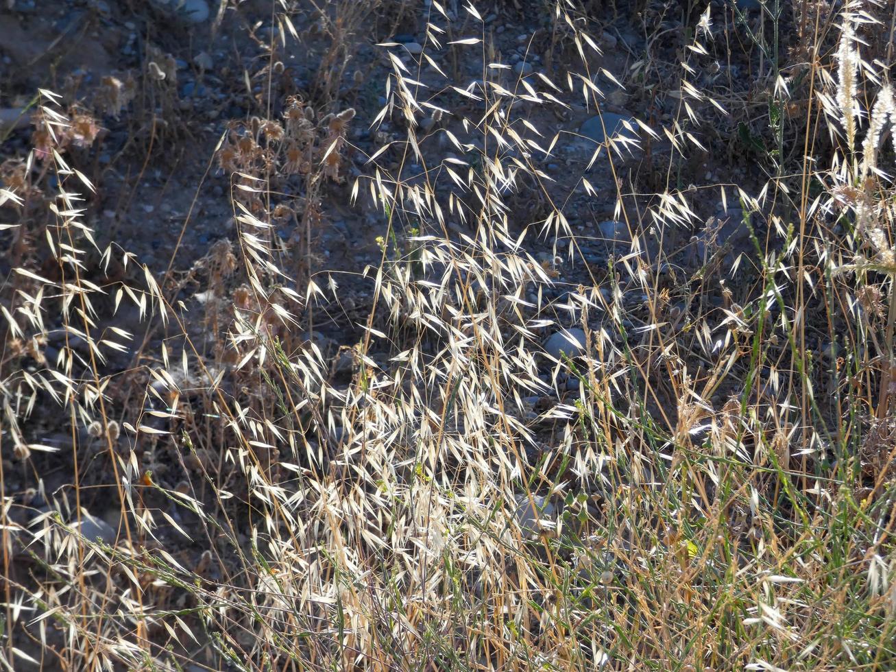 Dried grass due to lack of water, fire hazard photo