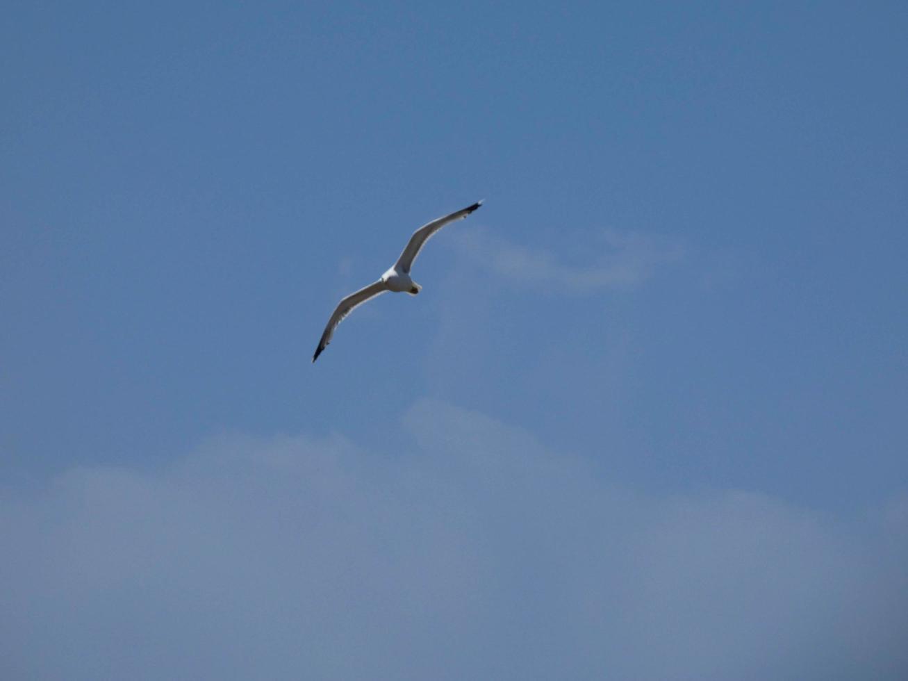 Seagull flying over the blue sea in the mediterranean sea photo