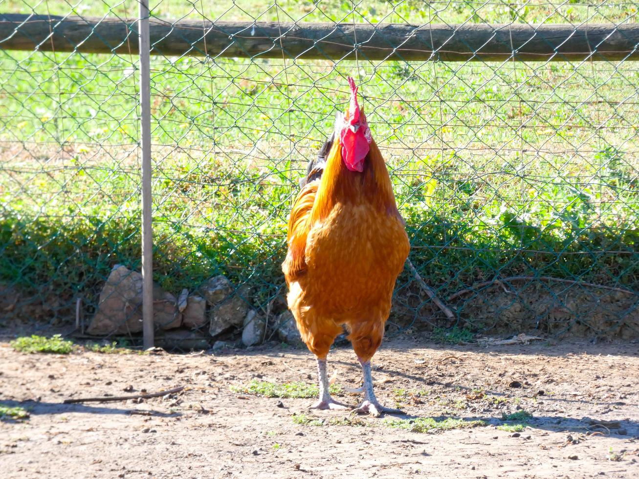 Semi-free-range, organic and healthy hens photo