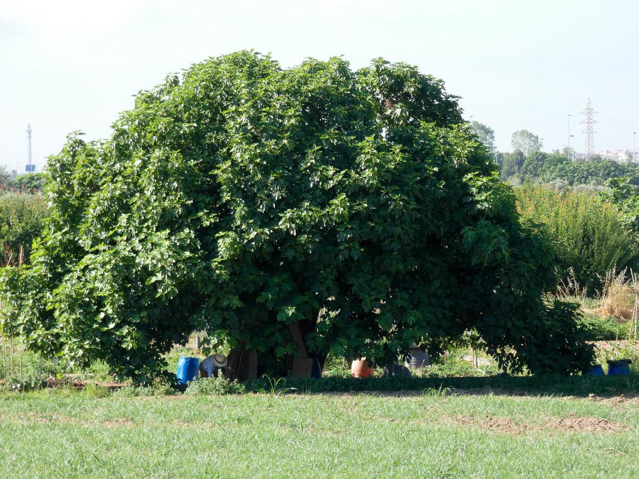 leafy tree in a green grassy meadow photo