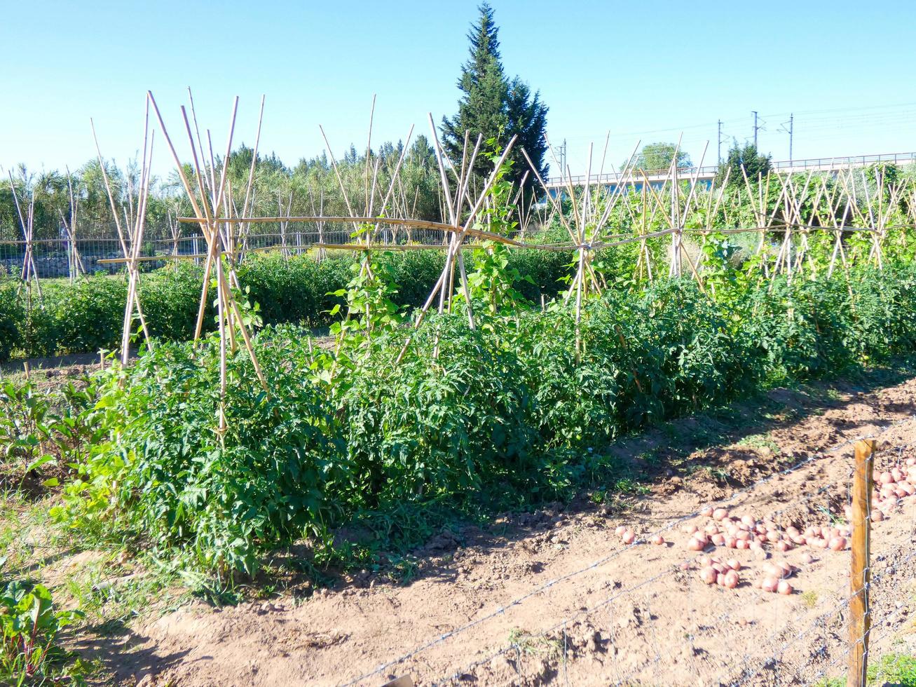 potatoes freshly harvested and left in the furrow to be packed in sacks or in boxes photo