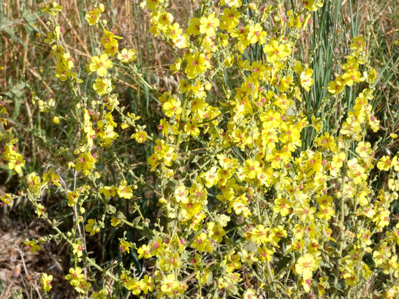 Yellow wildflowers in spring in the Mediterranean area of Catalonia, Spain. photo