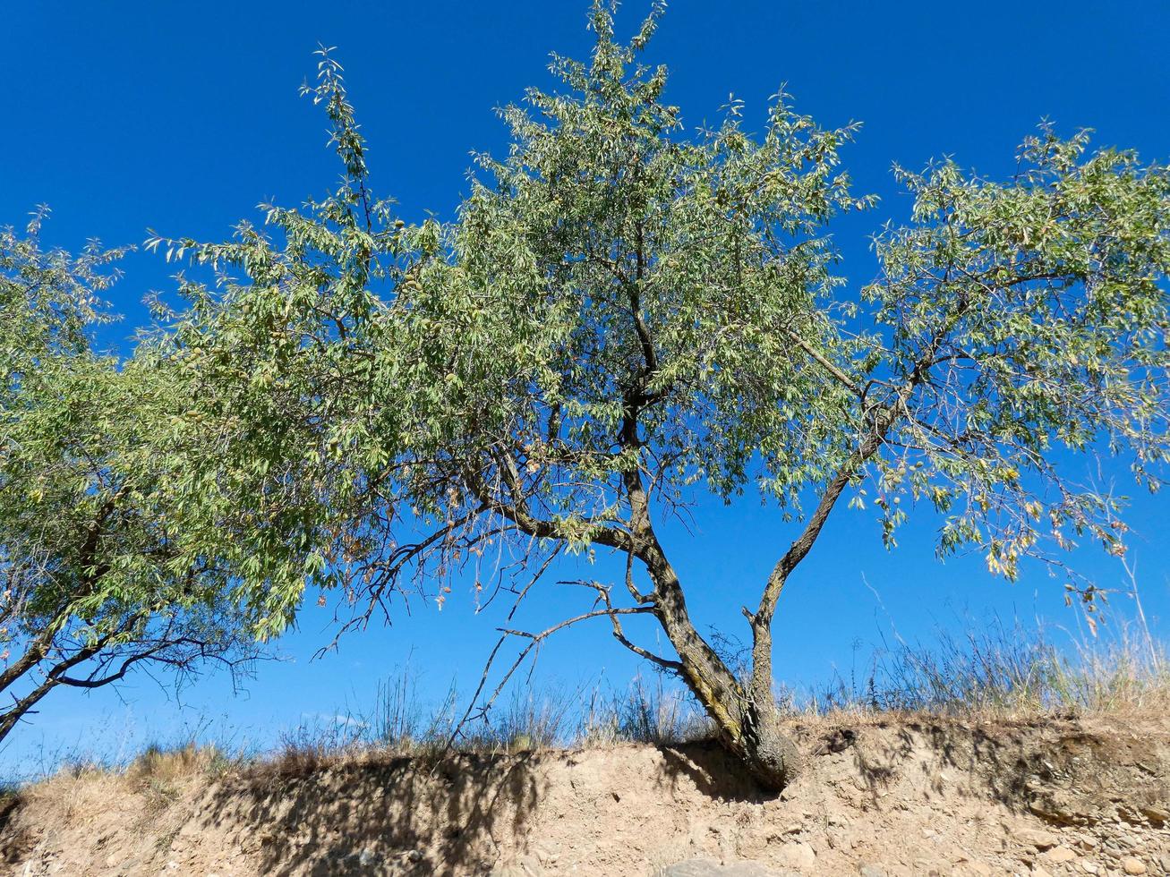 almond tree with almonds at the beginning of the summer on a mountain road photo