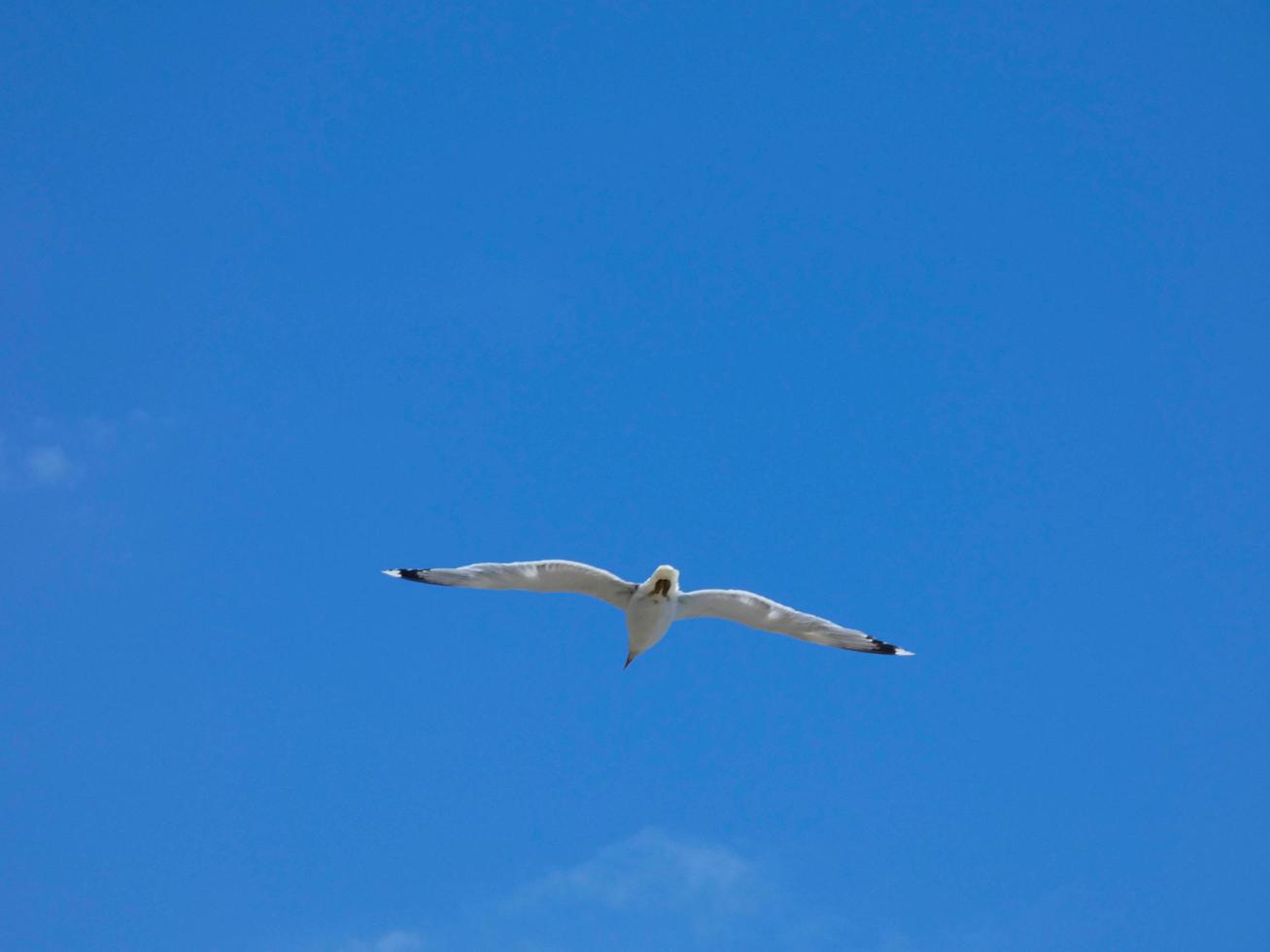Seagulls on the rocks of the coast with sea bottom photo