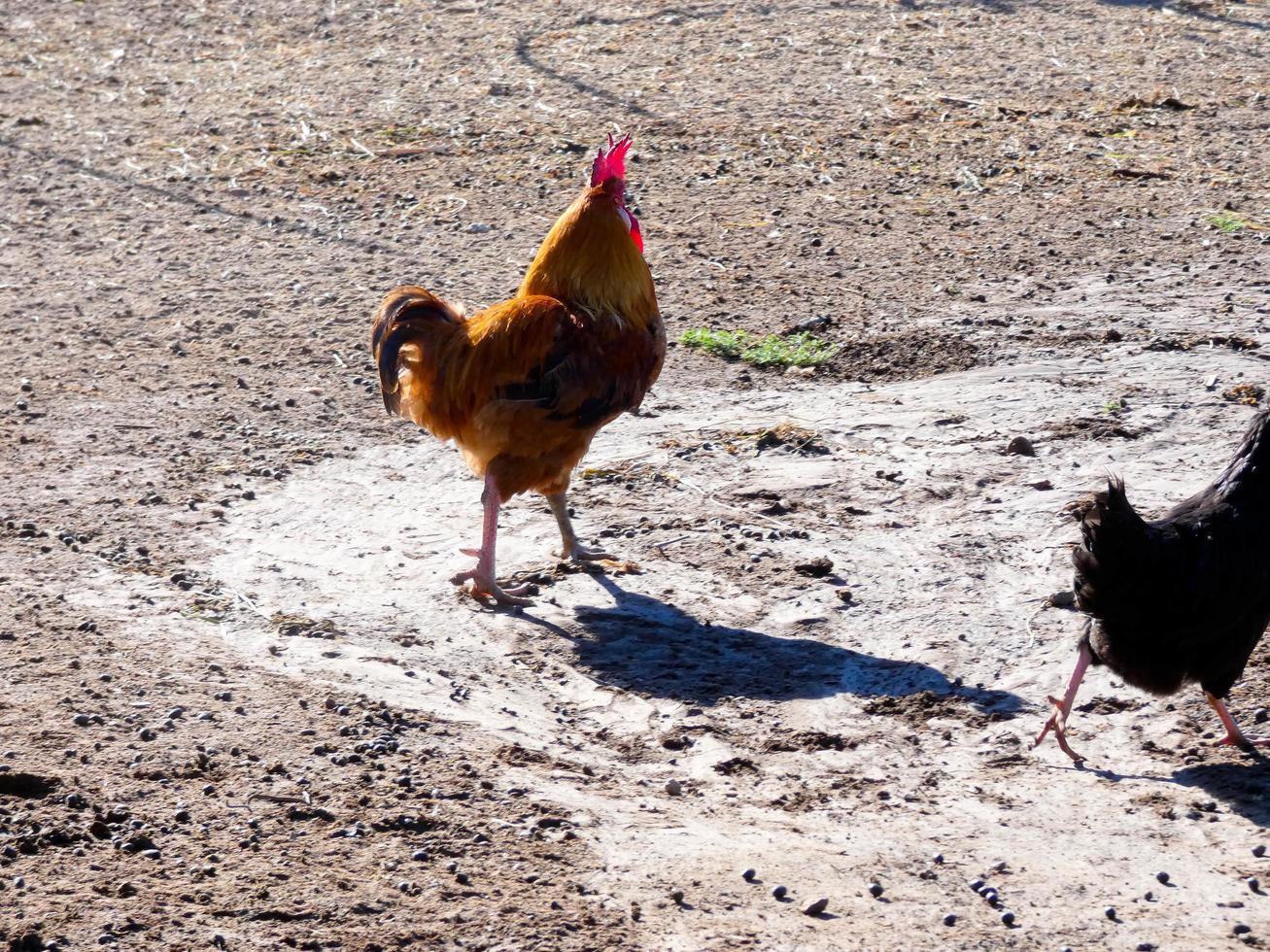 Semi-free-range, organic and healthy hens photo