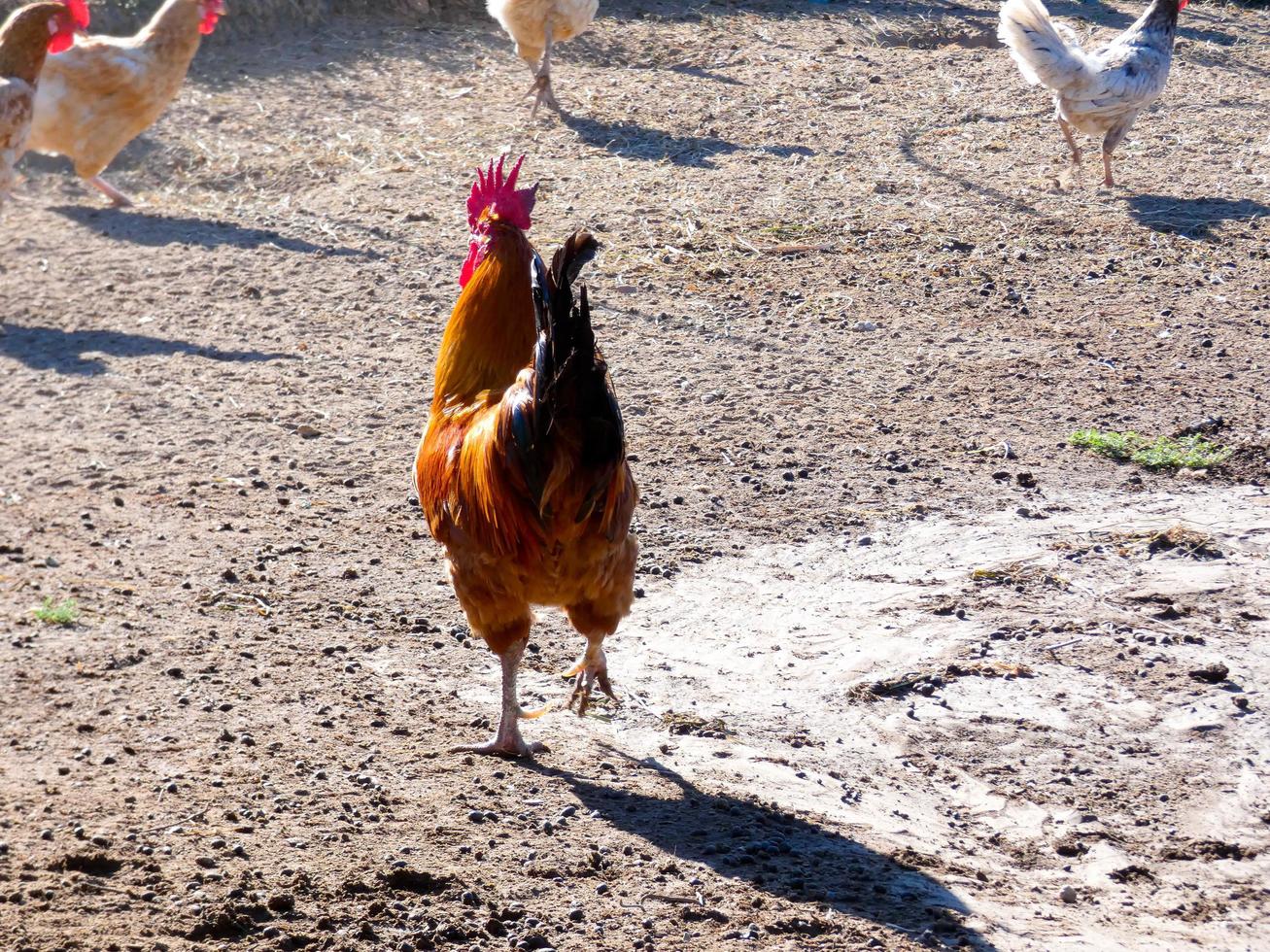 Semi-free-range, organic and healthy hens photo