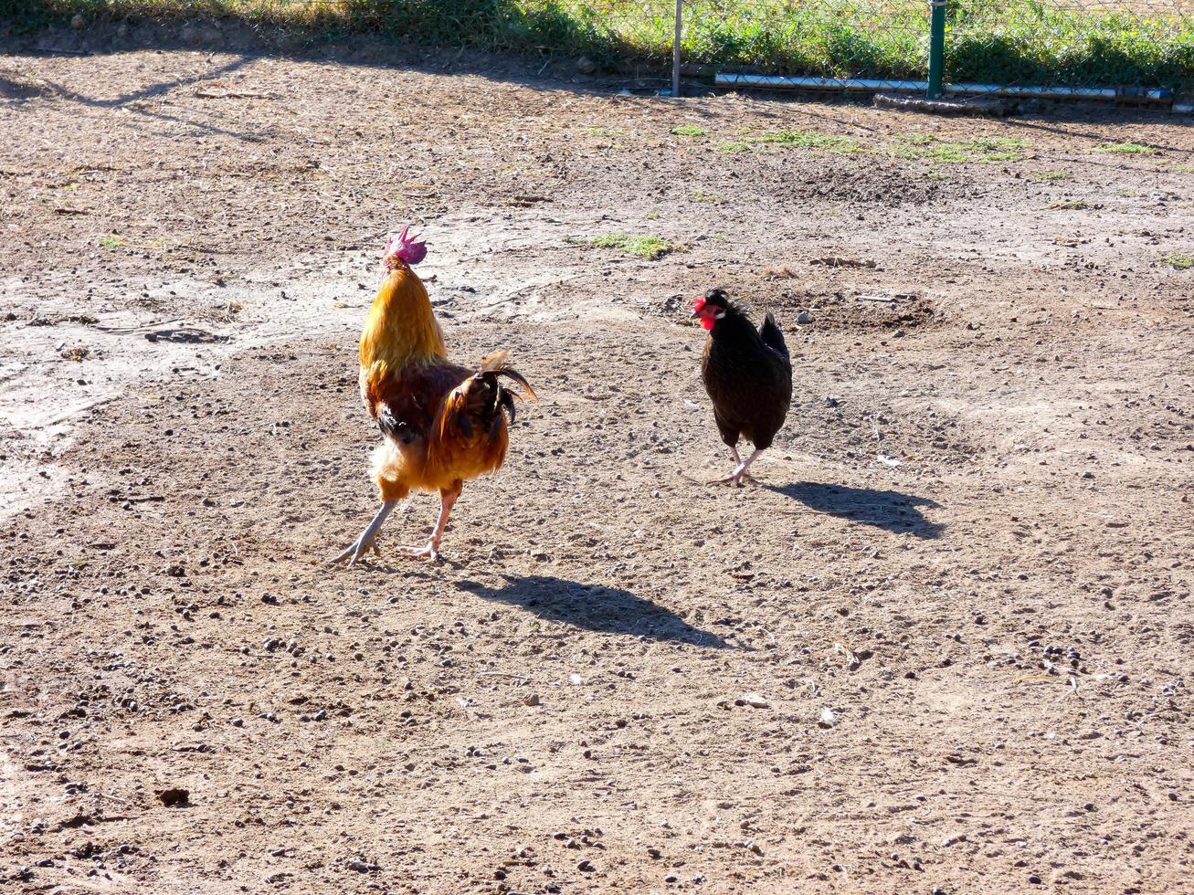 Semi-free-range, organic and healthy hens photo