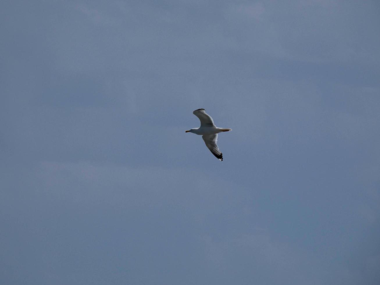 Seagulls on the cliffs of the Costa Brava, Spain photo