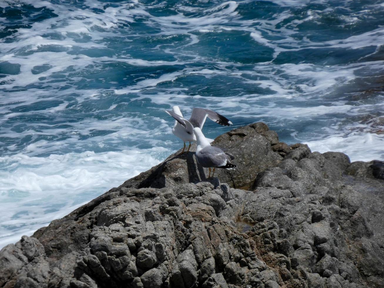 Seagulls on the rocks of the coast with sea bottom photo