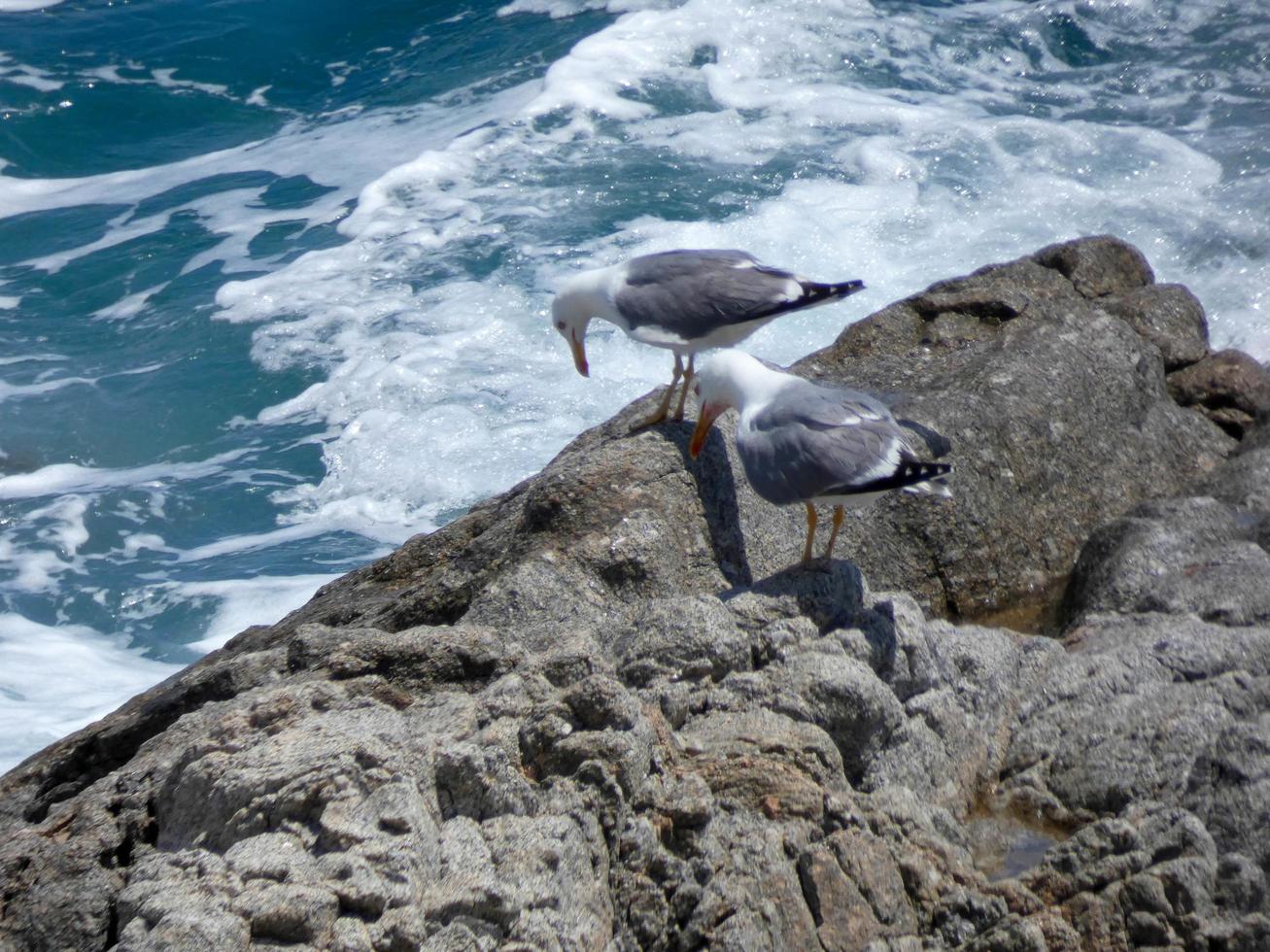 Seagulls on the rocks of the coast with sea bottom photo