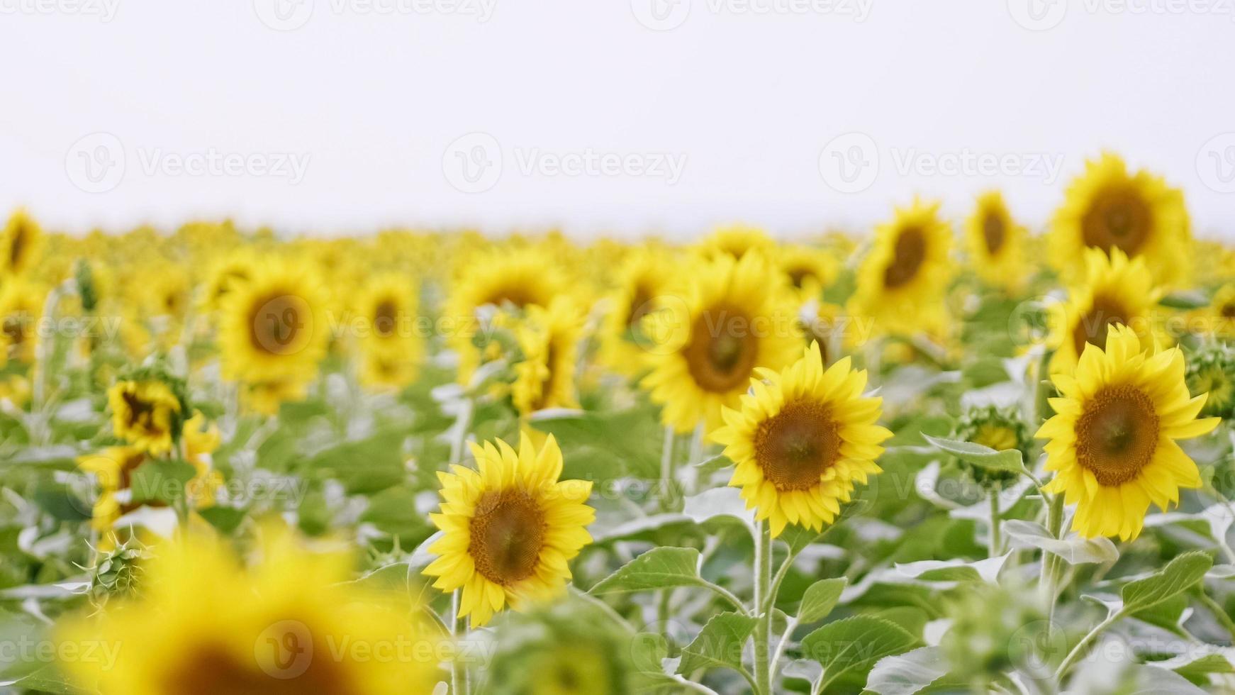 Flowering sunflowers at cloudy day photo