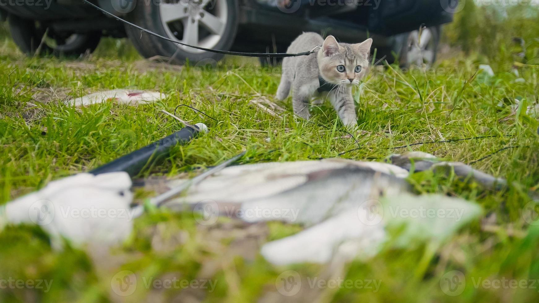 British shorthair cat walking near spear fishing Freshwater Fish at grass in camping photo