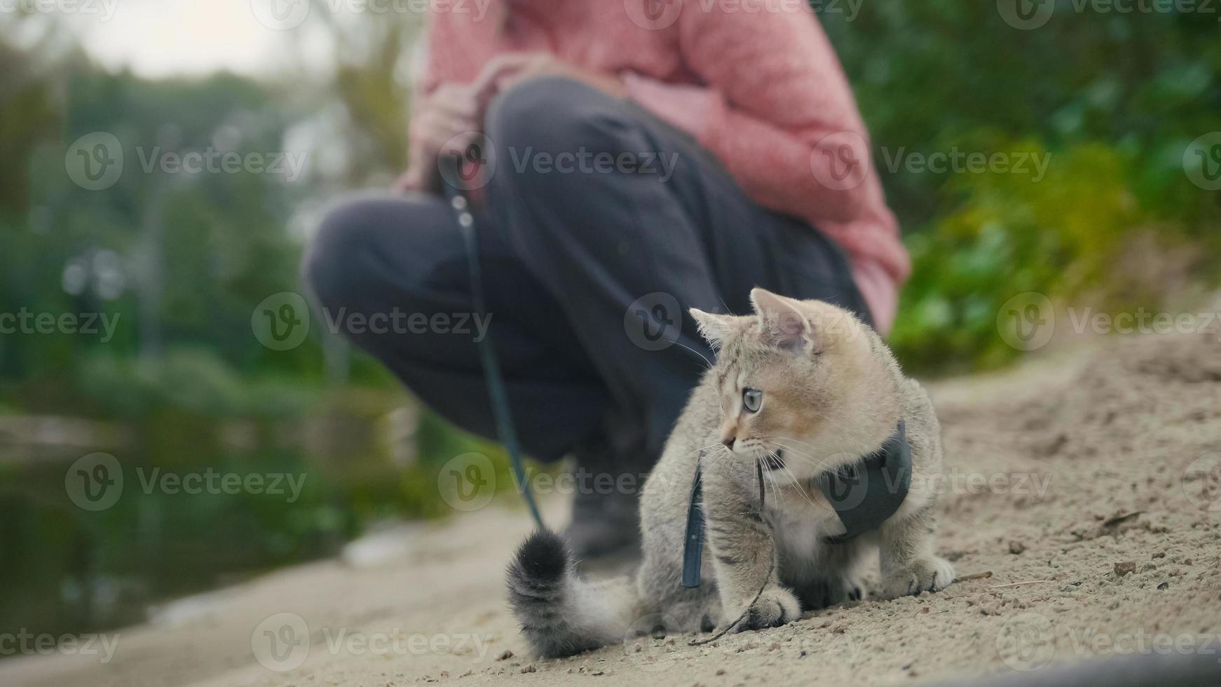 British Shorthair Tabby cat in collar walking on sand outdoor - plays with sprig photo
