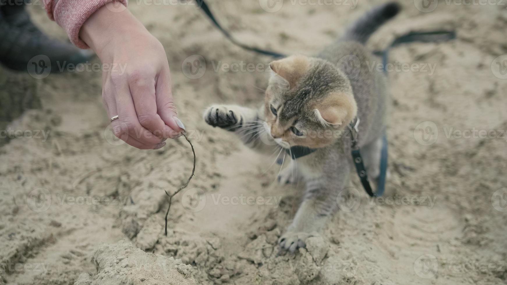 British Shorthair Tabby cat in collar walking on sand outdoor - plays with the hand of a woman, close up photo