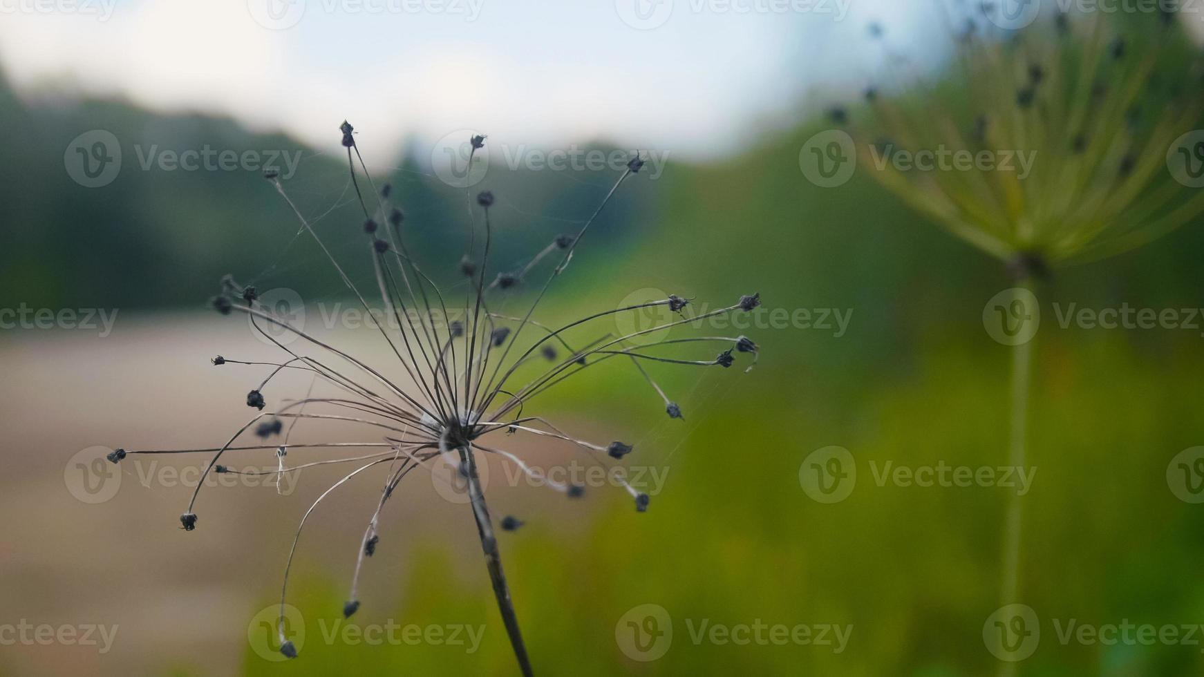 Close up shot of plants near forest river photo