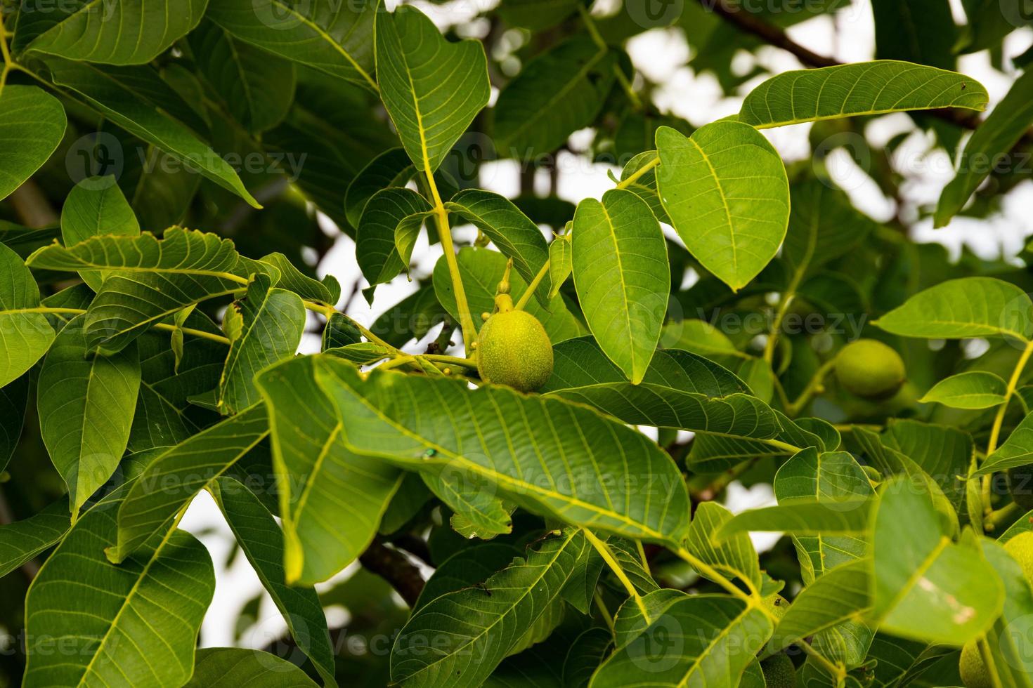 Green fruits of a walnut on a tree with green leaves. Selective focus. photo