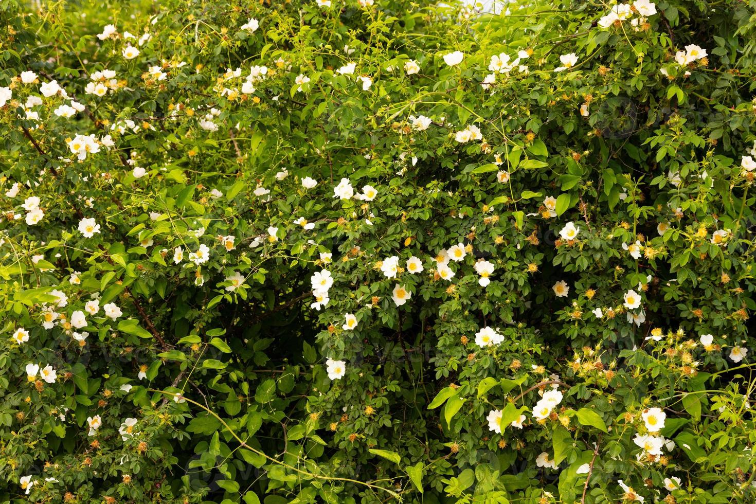 Blooming bushes of wild rose with white flowers. Selective focus. photo