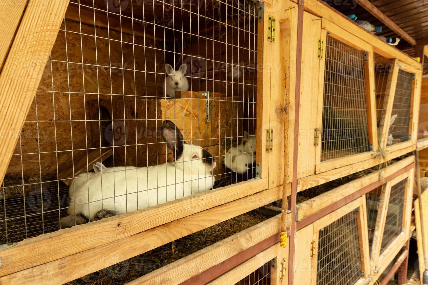 conejos domésticos en jaulas. contenido, cría en cautiverio. foto