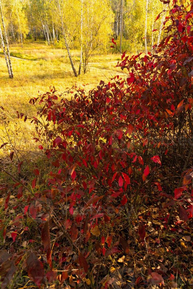 Autumn lanscape with oak grove in september photo