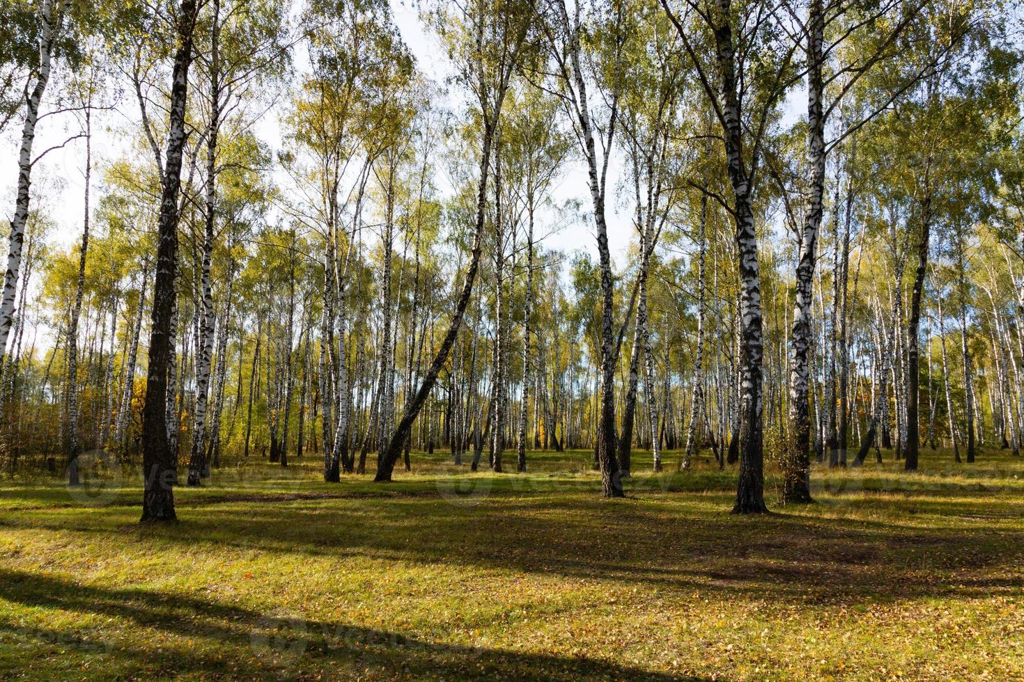 Autumn forest landscape of birch grove with bushes and trail. photo