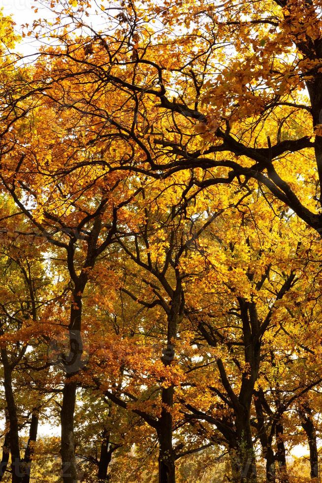 Autumn lanscape with oak grove in september photo