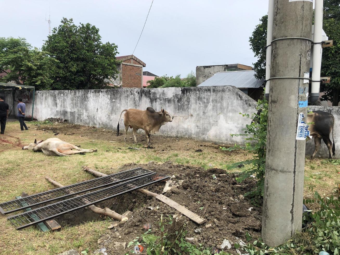 Eid al-Adha sacrificial cattle slaughter photo