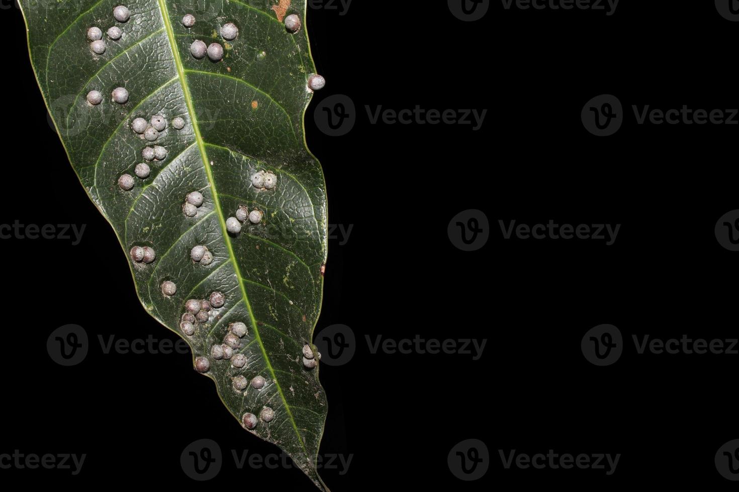 áfidos aislados en un fondo negro, áfidos en las hojas de mango, enfermedades que ocurren en las plantas. foto