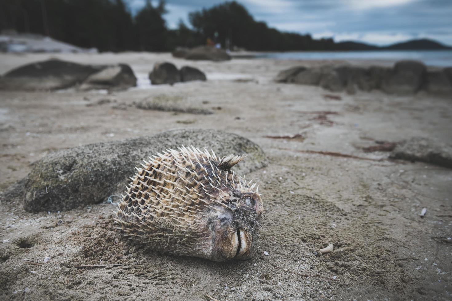 Death puffer fish carcass on the beach. photo