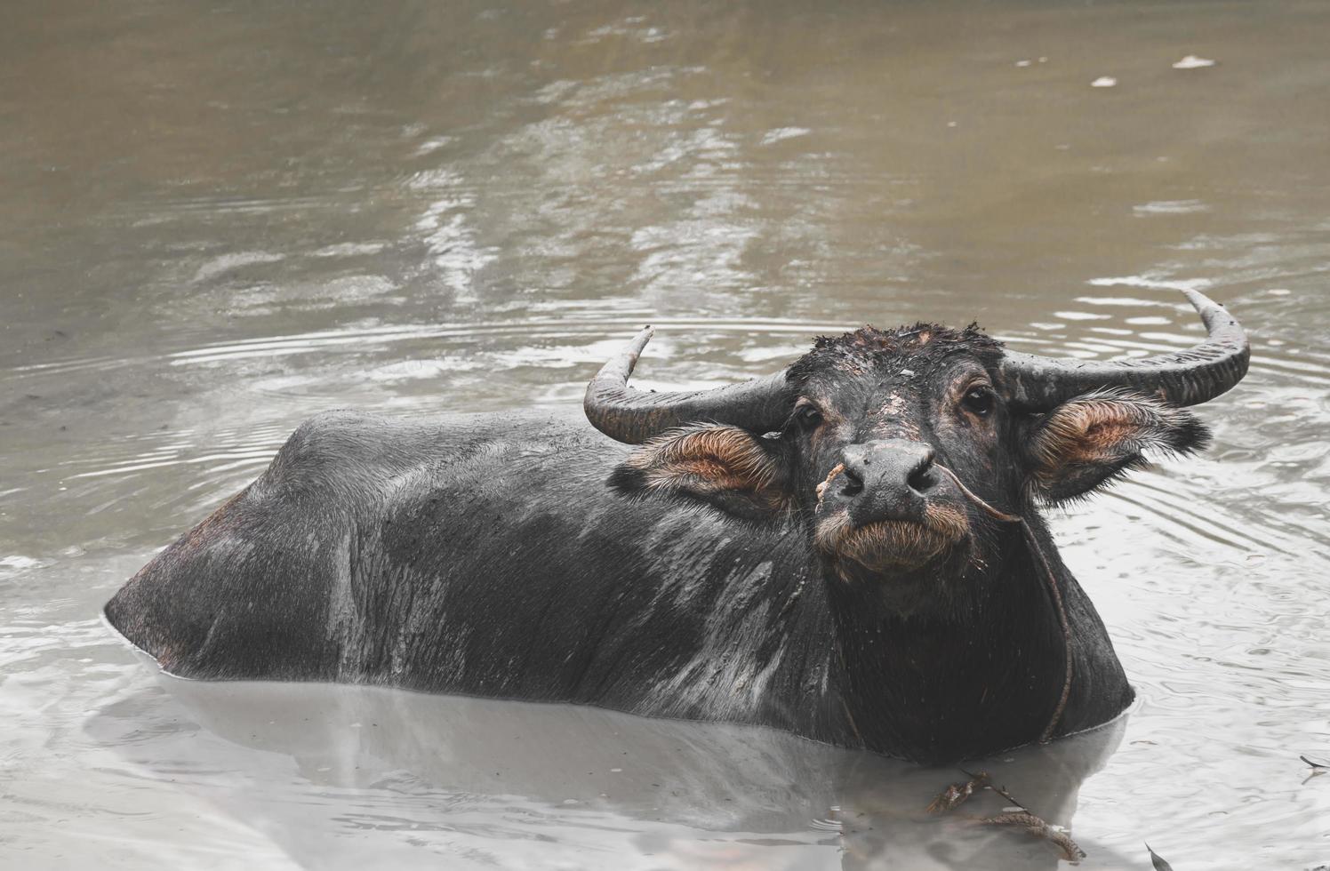 búfalo de agua asiático relajándose en el estanque de barro. foto