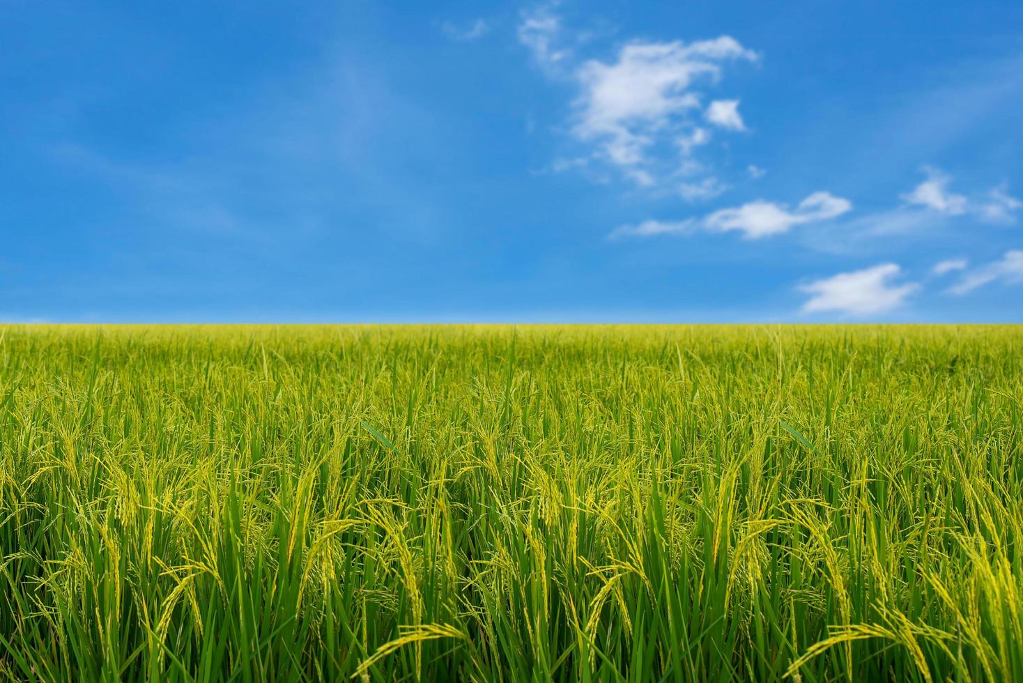 Rice plant in the field and sky photo