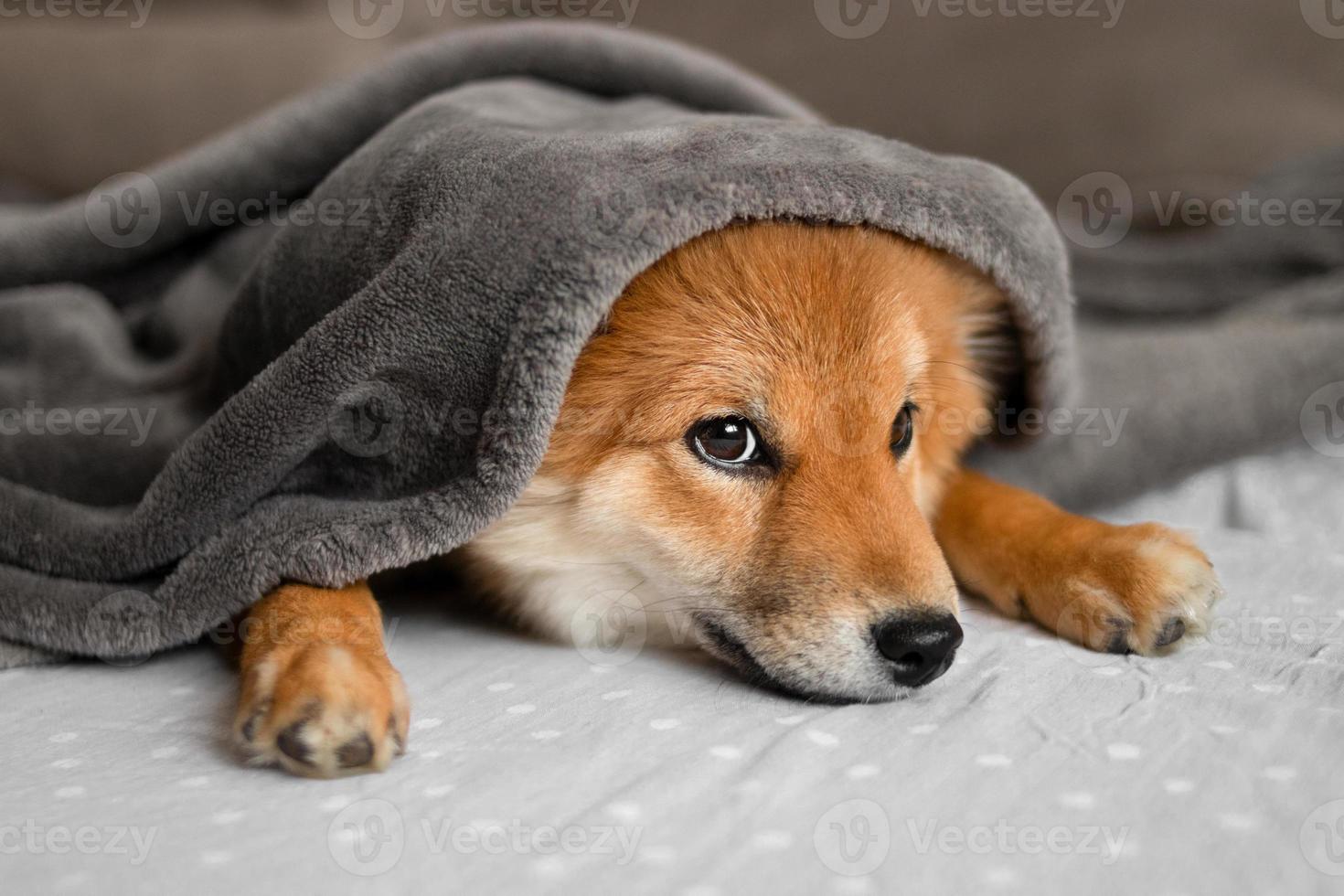 Portrait of a shiba inu puppy. Japanese shiba inu dog. The dog lies on the couch in a cute and cozy home. The puppy is covered with a blanket and tries to sleep. Beautiful and cute puppy. photo