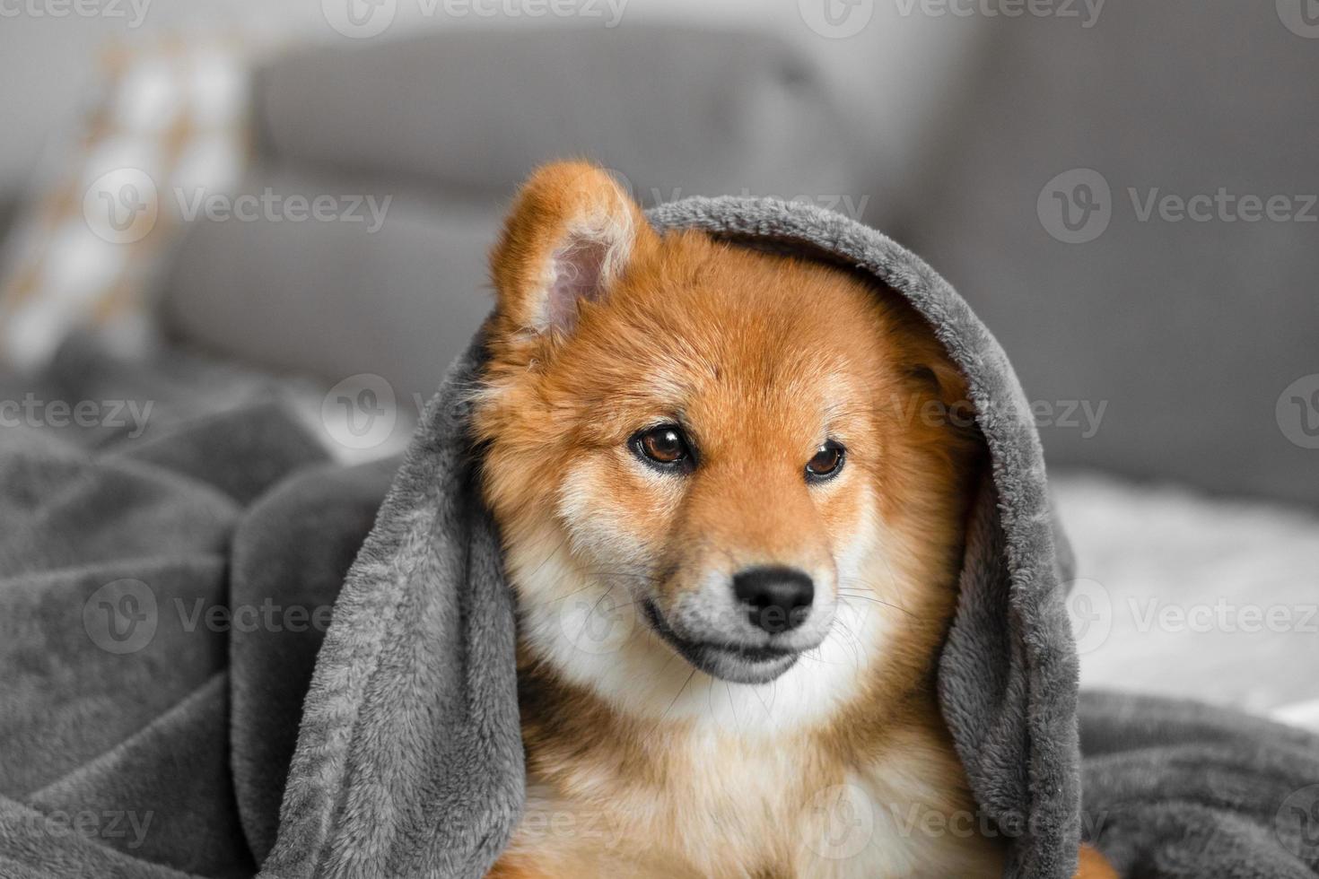 Portrait of a shiba inu puppy. Japanese shiba inu dog. The dog lies on the couch in a cute and cozy home. The puppy is covered with a blanket and tries to sleep. Beautiful and cute puppy. Puppy ear photo