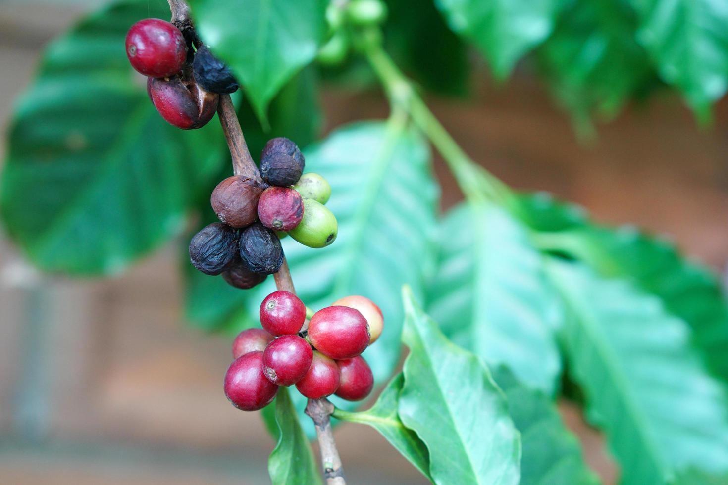 Close up of ripe coffee beans and bad or rotten coffee beans on tree, red berry branches, blurred background. photo