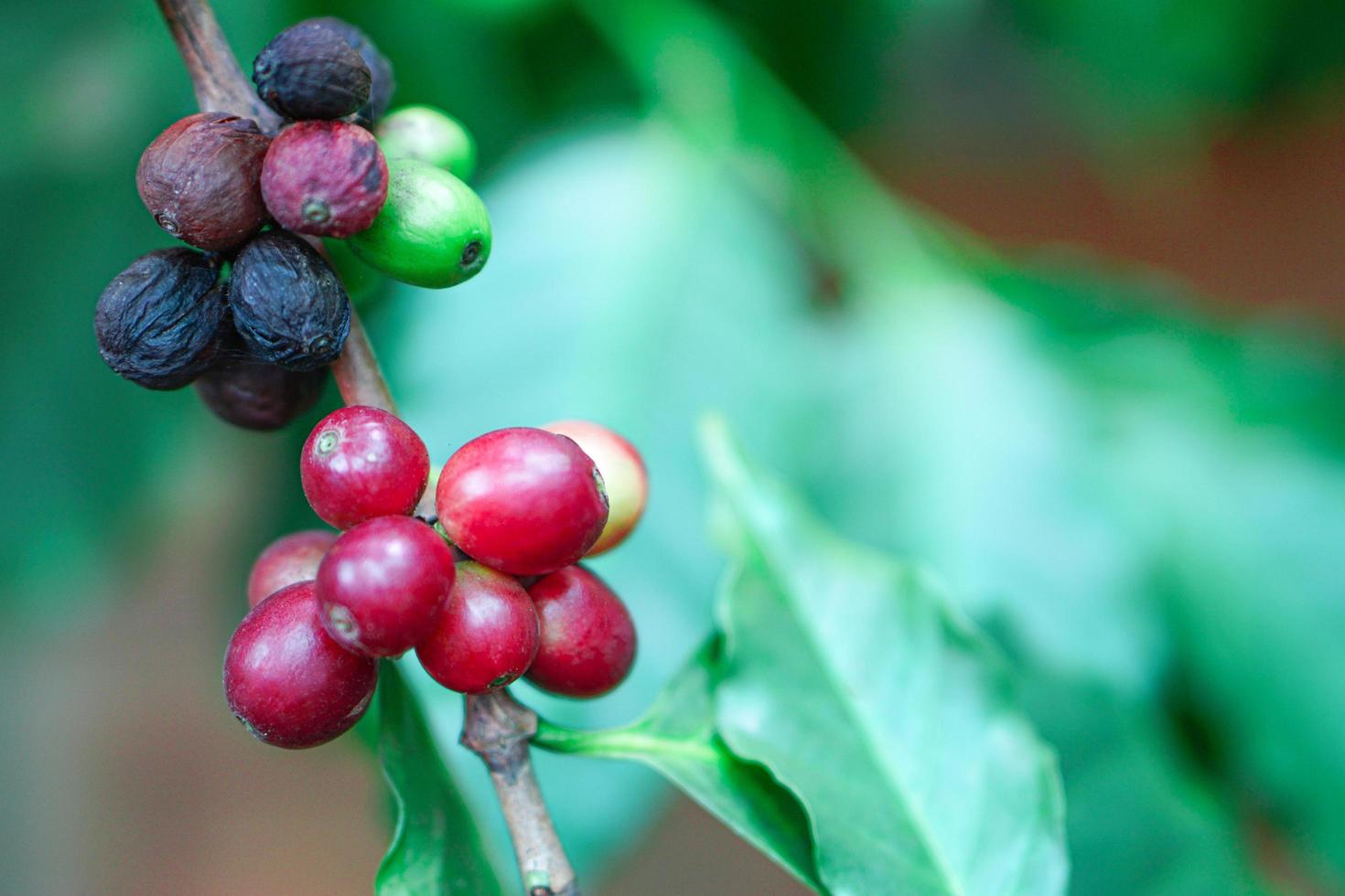 cierre de granos de café maduros y granos de café malos o podridos en el árbol, ramas de bayas rojas, fondo borroso. foto