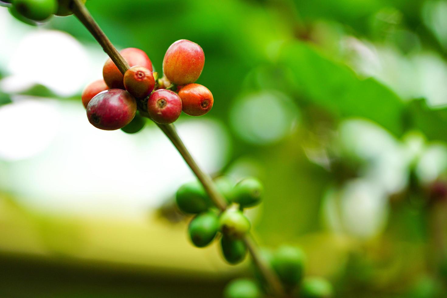 Close up of ripe coffee beans and raw coffee beans on tree, red berry branches, blurred background. photo