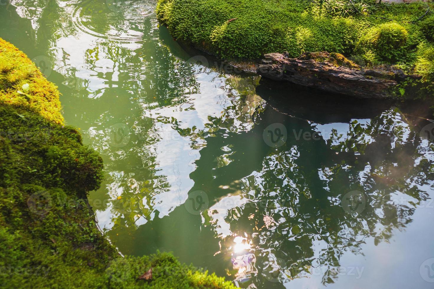pond water in tropical garden photo