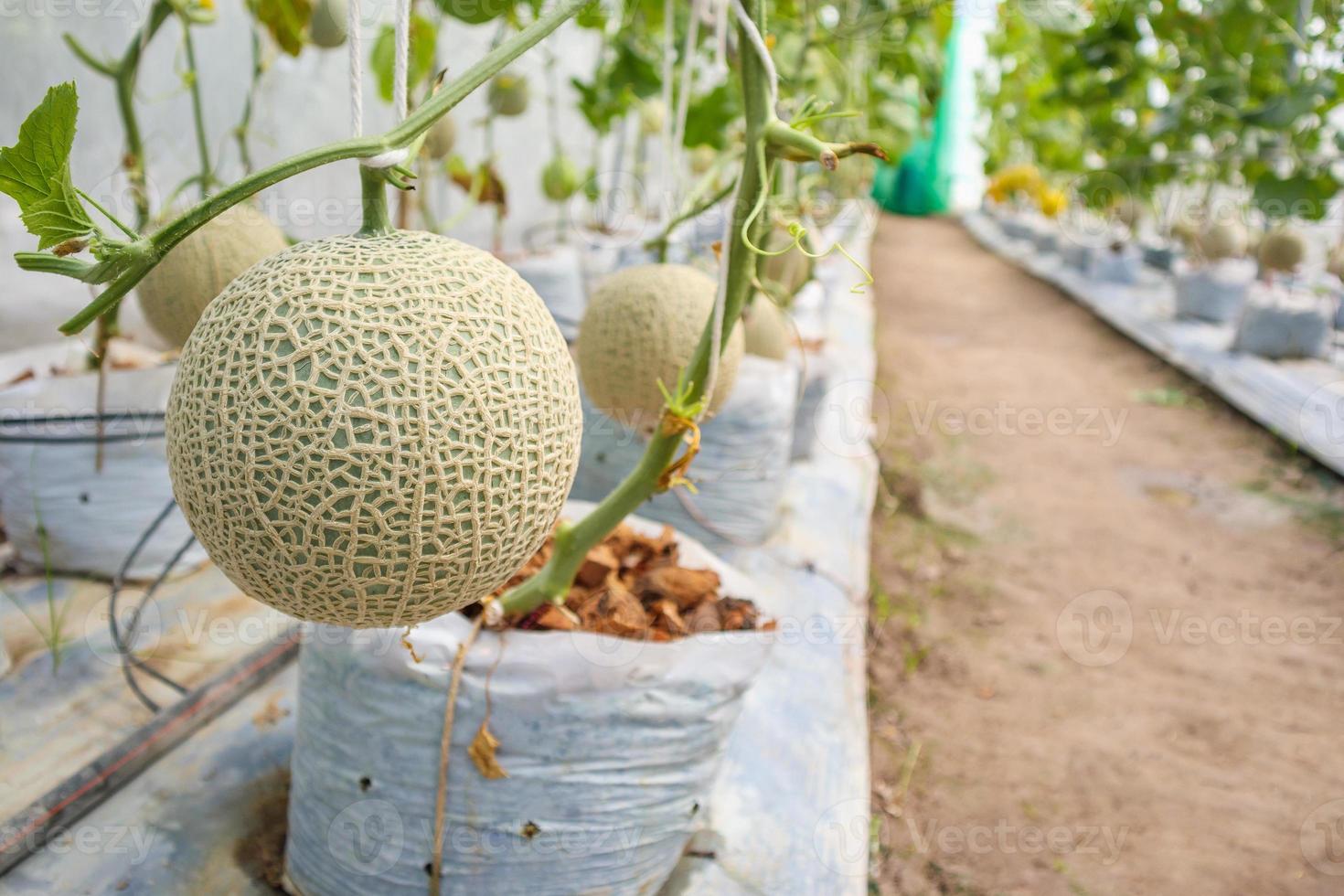 Plantas de melones de melón japonés verde fresco que crecen en un jardín de invernadero orgánico foto