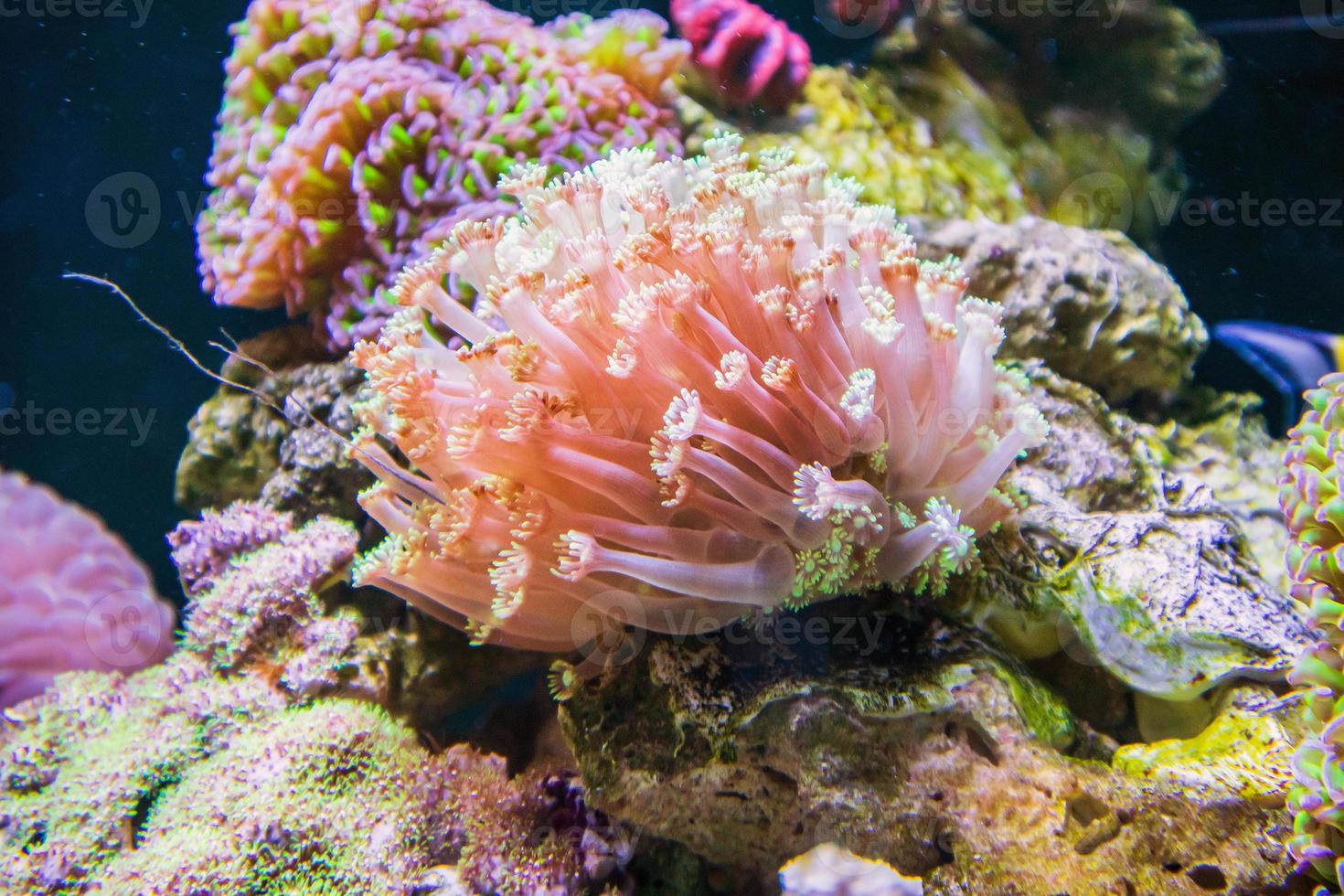 Sea anemone close up photo