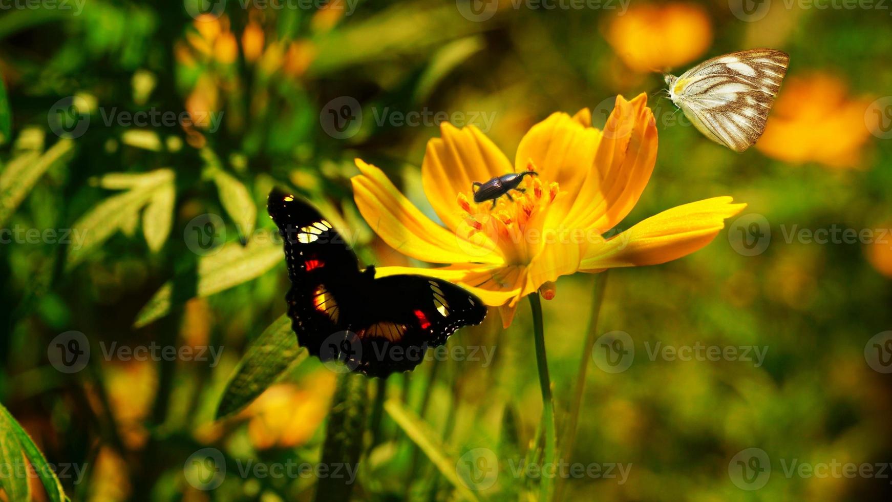 butterfly perched on a yellow flower photo