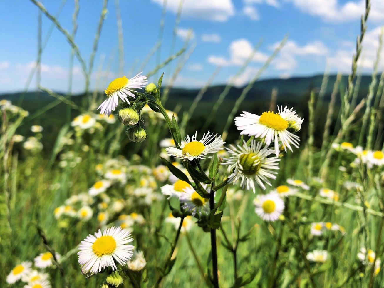 A camomile in the field photo