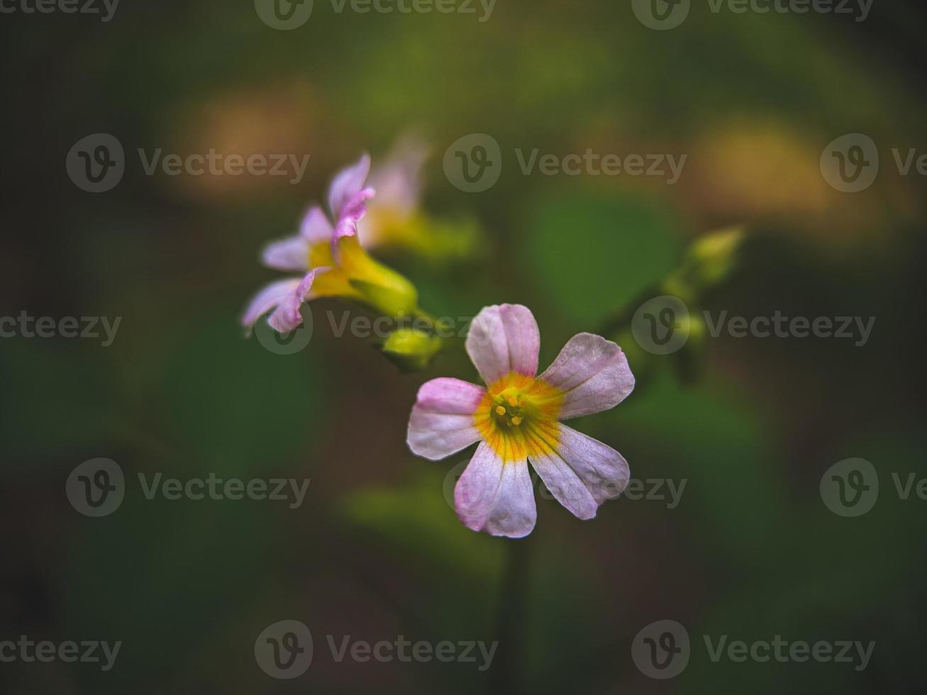 Flowers in the garden photo