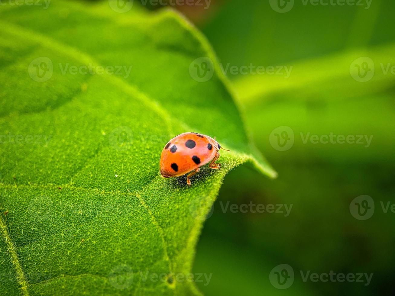 mariquita en la hoja verde foto