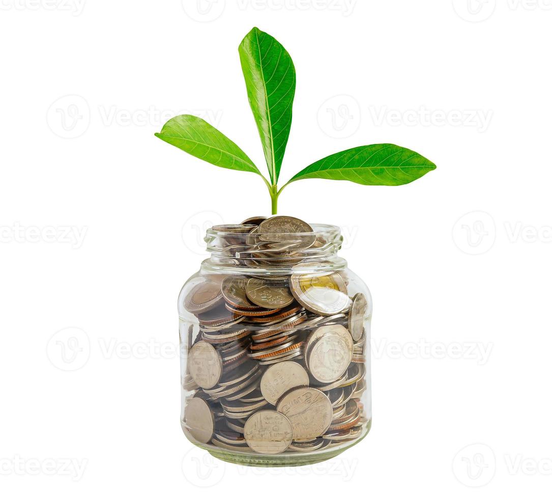 Green leaf plant on save money coins, Business finance saving banking investment concept. photo