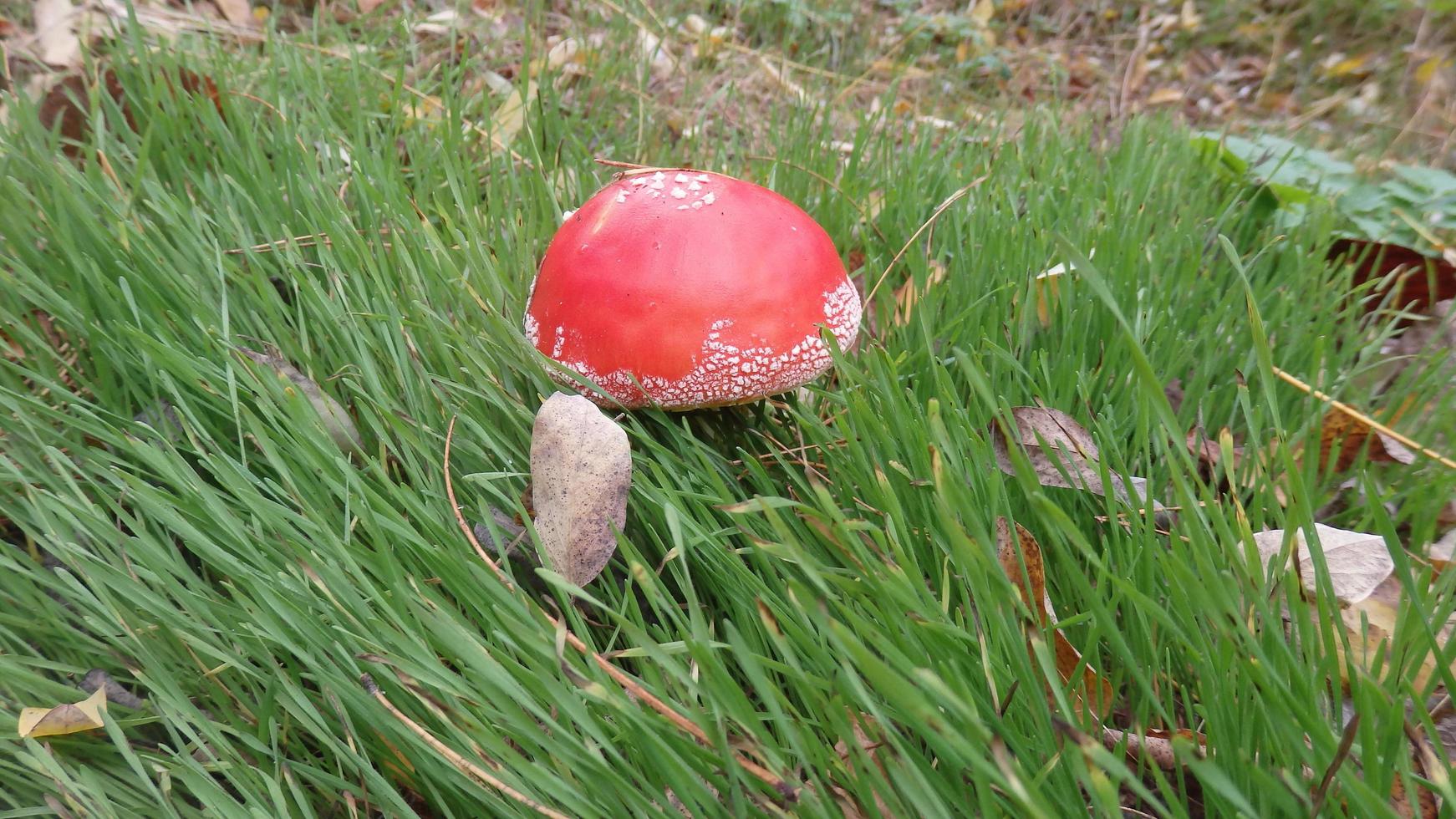 A close-up of the bright and shiny red fly fungus, a very poisonous mushroom. It grows in the forests of Ukraine. photo