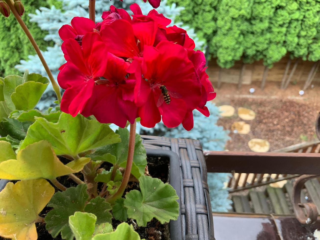 flor roja en el balcón foto