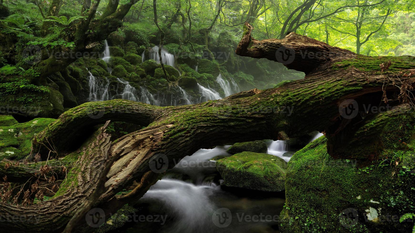 morning mist in the forest - Beautiful landscape - Drawing meadow in tropical forest photo