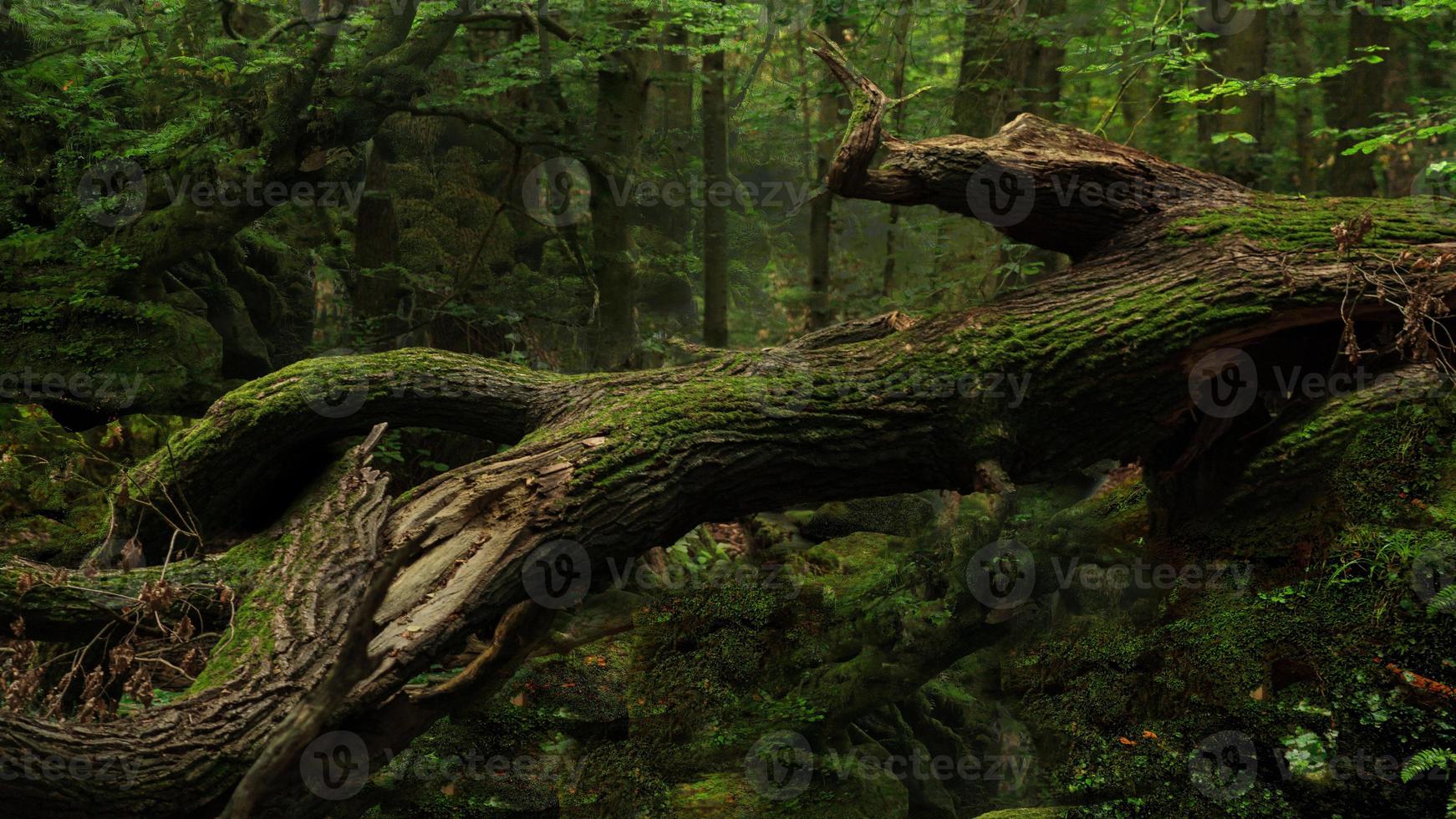 morning mist in the forest - Beautiful landscape - Drawing meadow in tropical forest photo