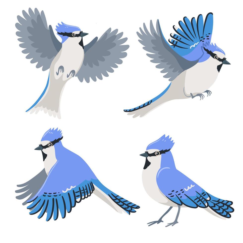 Set of blue jays isolated on a white background. Vector graphics.s