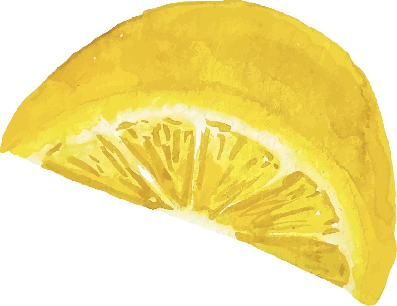 Watercolor hand drawn half lemon isolated on white vector