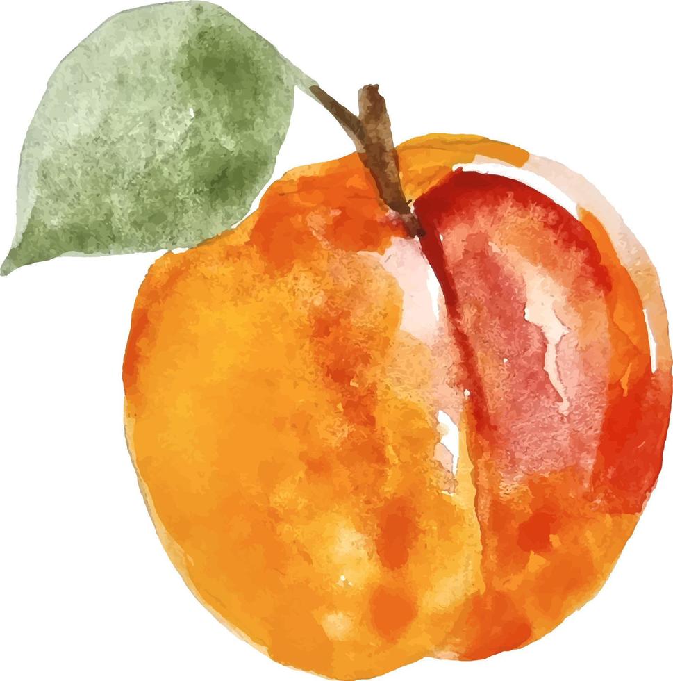 Watercolor hand drawn isolated apricot clipart healthy food vector
